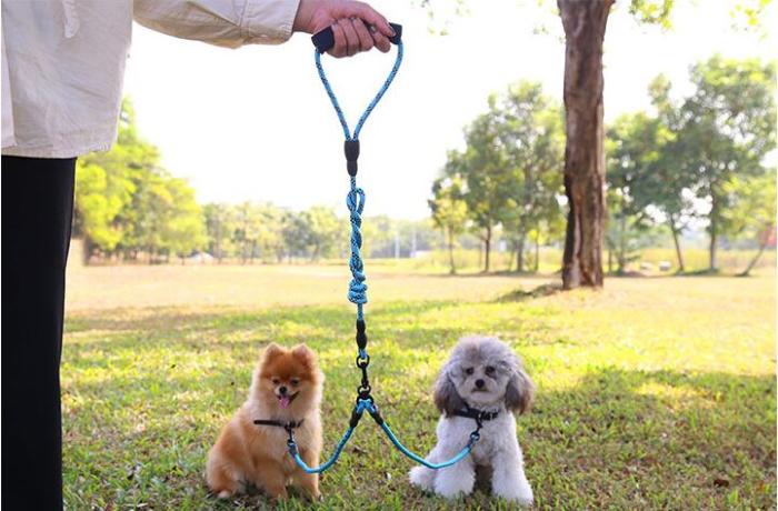 Dog chain