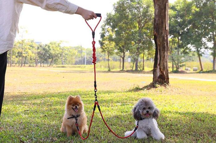 Dog chain