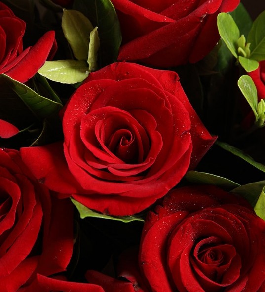 Corolla Red Rose (9 stems)